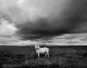 Icelandic White Horse summer Johannes Frank