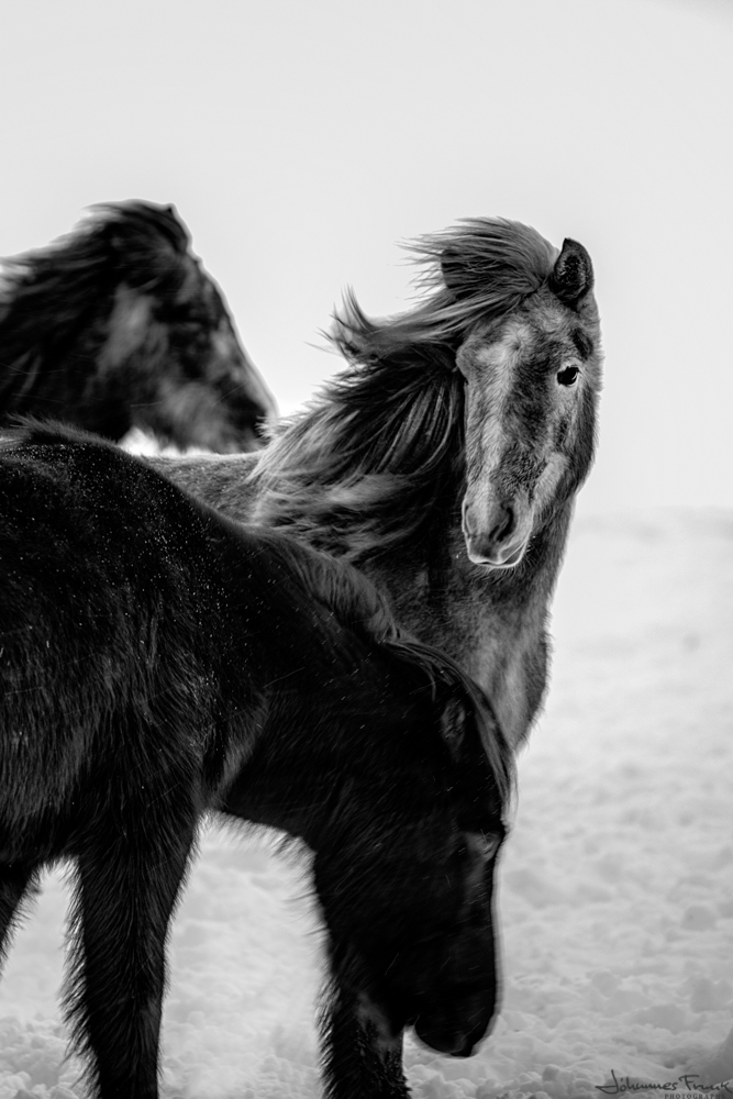 ICELANDIC HORSES - johannesfrank.com