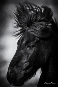 Icelandic Summer Horses portrate black horse face Johannes Frank