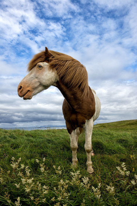 Icelandic Summer Horses red hair with blue eyseJohannes Frank