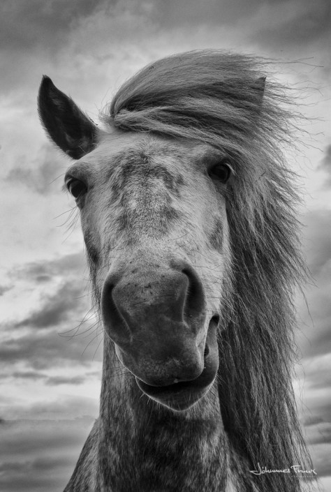 Grey Icelandic horse Johannes Frank