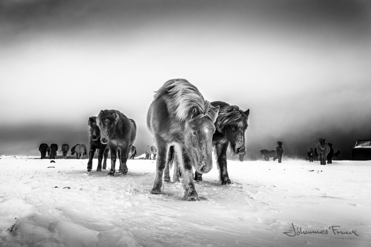 Horses in winter Johannes Frank