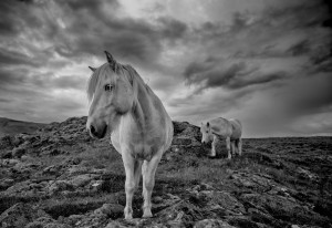 Icelandic Summer Horses Johannes Frank