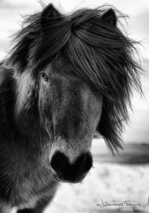 Icelandic Horse winter Johannes Frank