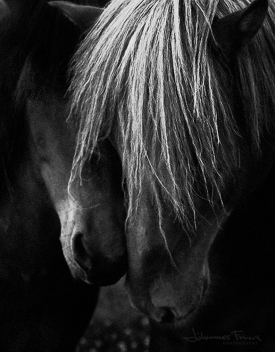 Horses love summer horses Johannesfrank