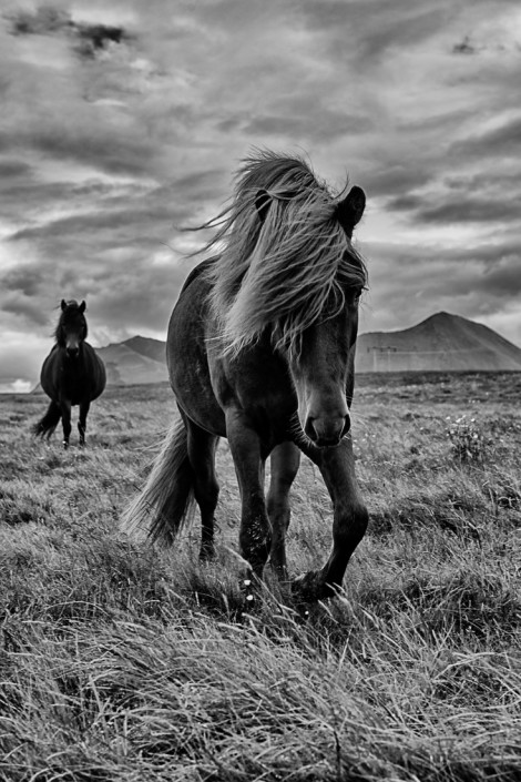 Icelandic Horses Johannes Frank