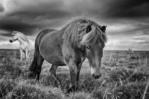 Icelandic Horses Summer Johannes Frank