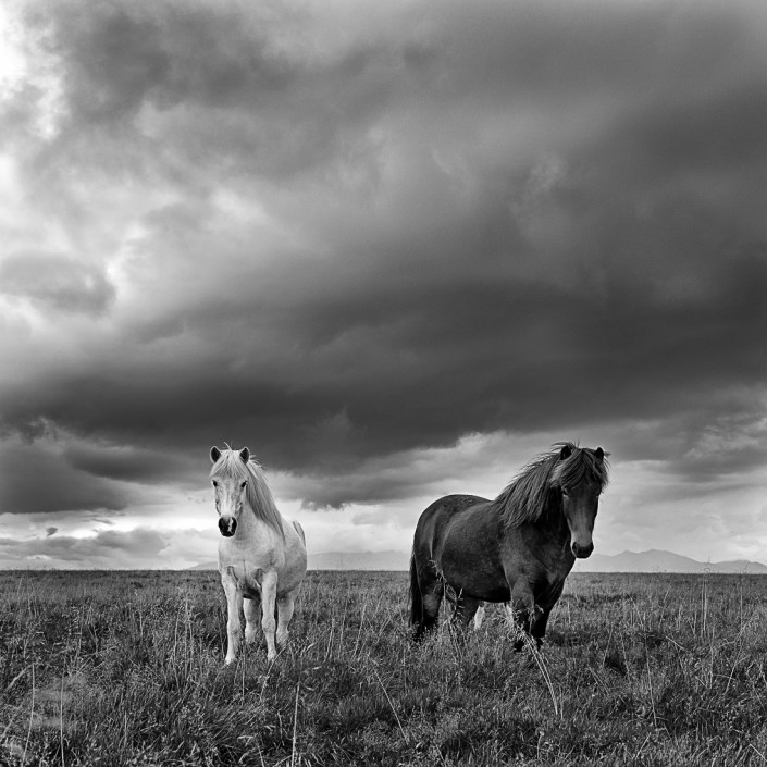 Icelandic Horses Johannes Frank