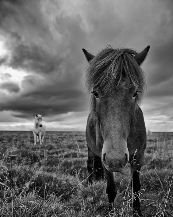 Icelandic Horse summer Johannes Frank