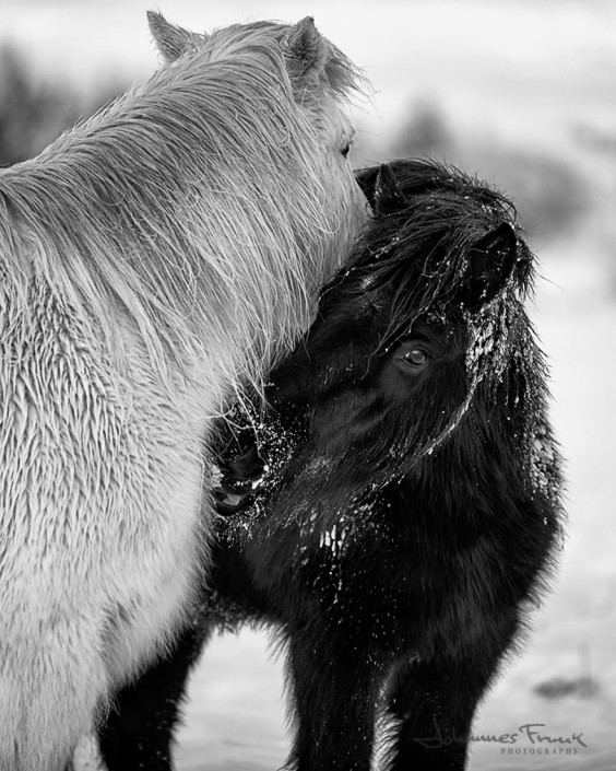 Icelandic Horses Winter Johannes Frank