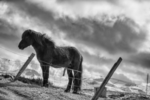 Icelandic Horse summer Johannes Frank