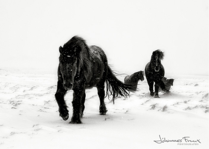 Icelandic Horses Winter Johannes Frank