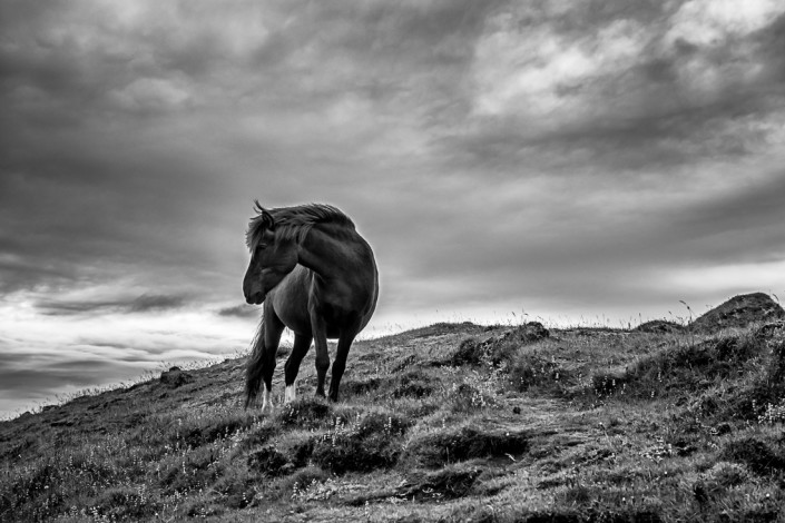 Black Icelandic Horse Johannes Frank