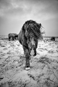 Icy Icelandic Horse Winter Johannes Frank