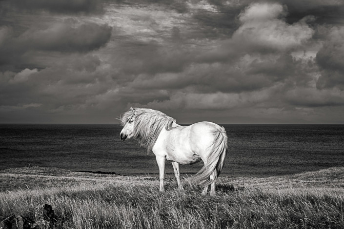 Icelandic White Horse summer Johannes Frank