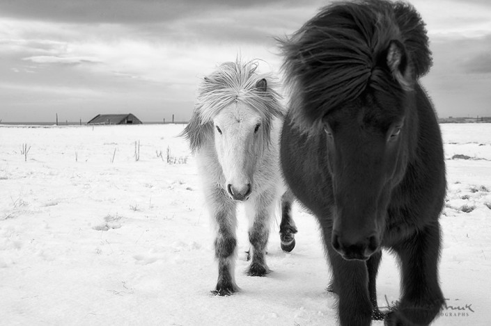 White folow horse winter Johannes Frank