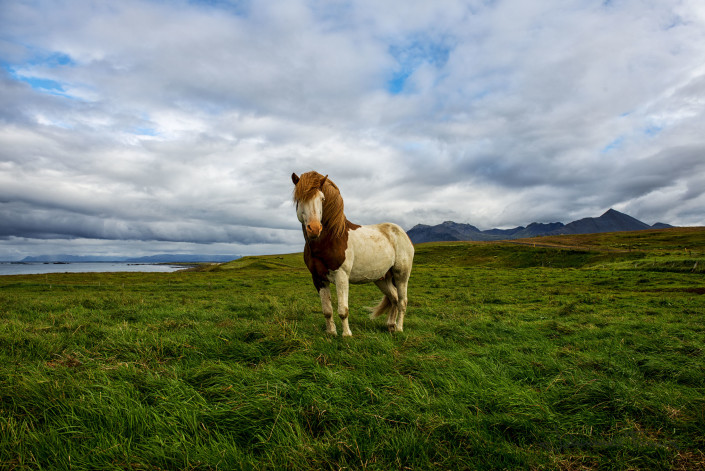 Icelandic Summer Horses Johannes Frank