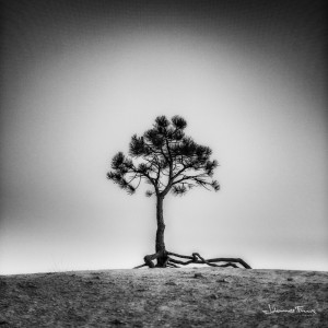 Travel Images Tree Bryce Canyon Black and white Johannes Frank