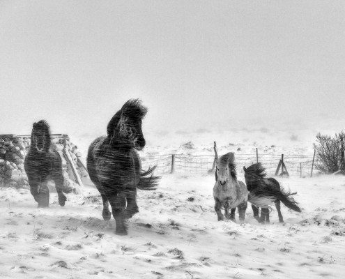 Icelandic Horse winter Johannes Frank