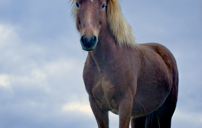 Horse in summer hair poses like a model