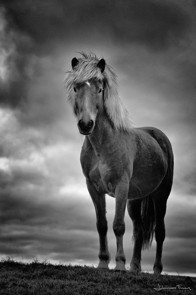 Horse in summer hair poses like a model
