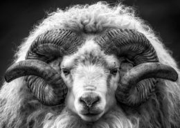 Photograph with RAM Horns