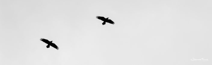Ravens Ravens Hrafnar johannes Frank
