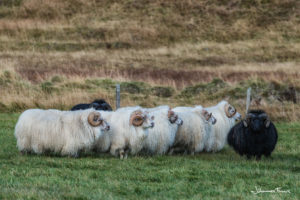 Icelandic ram sheep johannesfrank