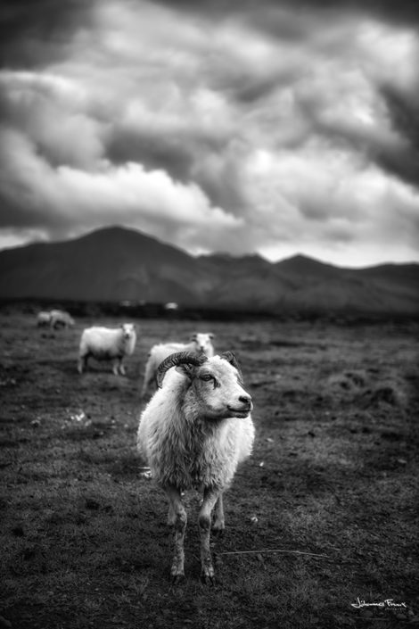 Sheep johannesfrank.com