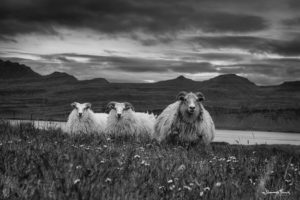 Sheep and lambs East Iceland johannesfrank