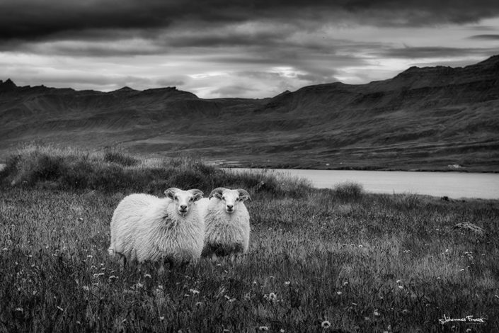 Two lambs in the field johannesfrank